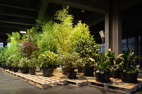 Eva-Maria Lopez, Phyto-Travellers (Jardin), 2025 © Eva-Maria Lopez