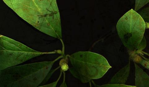 Eva-Maria Lopez, Phyto-Travellers (Magnolia, Detail 2), 2025 © Eva-Maria Lopez